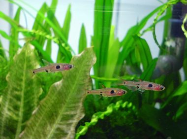 大点鲫身份信息