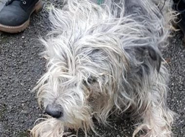 狗狗离世前几小时遭主人抛弃，义工泪崩：临终前它仍不忘寻找主人