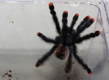 厄瓜多尔羊毛粉红趾身份信息