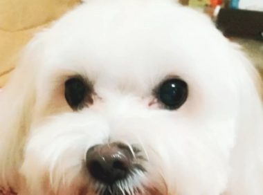 爱犬过世大半年，本认为已不伤心的她，见到这一刻一瞬间泪崩……