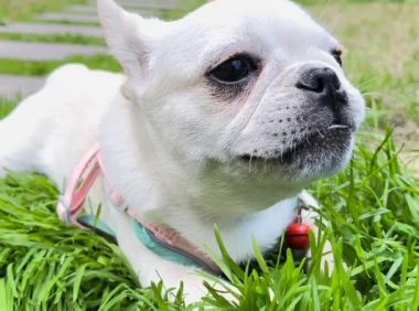 太原流浪狗家园惨象：成批死亡 现“狗吃狗”