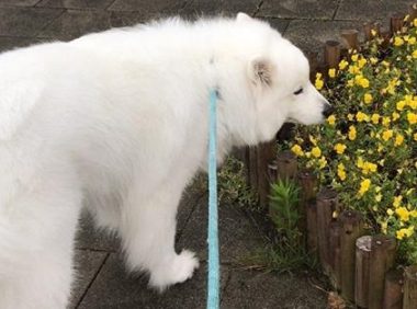 姥姥照料家里猫和狗，萨摩耶软糖和小猫咪麻糬反映出现异常，母亲：没良心