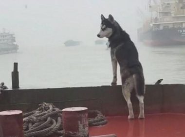 主人家带二哈航行，狗子立在船首仰首望向远方