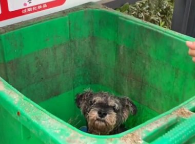 情侣分手拿狗出气,男子将雪纳瑞扔进垃圾桶