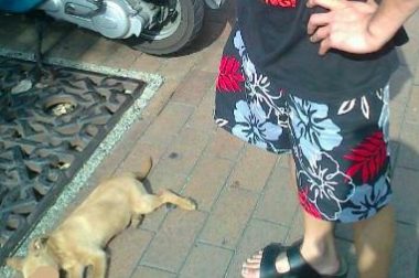 台湾男子徒手虐死幼犬 称“我教训它不关别人的事!”