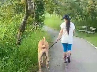 贪吃高山犬壮硕似牛 内心却是爱哭过小孩子