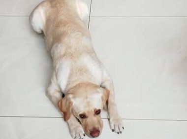 主人打游戏手机没电,让狗狗帮助拿充电头,狗狗的作法笑翻了