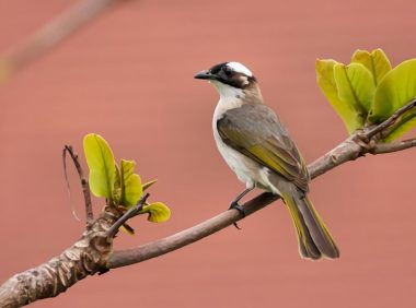 白头鹎身份信息