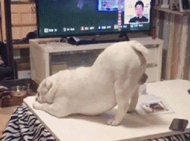 狗狗向主人撒娇，撅起屁股对着她求摸摸