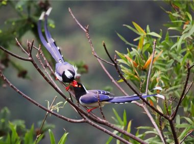 红嘴蓝鹊身份信息
