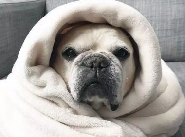 这些年被包囊起來的斗牛犬：它溫暖了你，你溫暖了它的心！