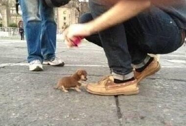 小奶狗走到路人脚下,伸出爪子挡路的模样萌化了,恭喜碰瓷成功!