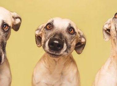 有关狗狗的6大谣传,你听过好多个,又坚信了好多个?