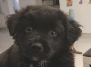 流浪狗饿坏了鼓起勇气向路人讨食，女生气坏掉大吼：衣服裤子都搞脏