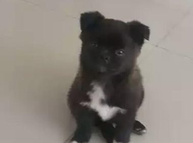 道上捡到只小流浪犬,带到家中后家人也不看中,女生却执意要收留