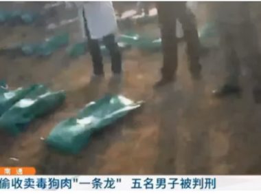 别拿别人的宠物当畜生！盗猫毒狗很残忍，更有可能违法