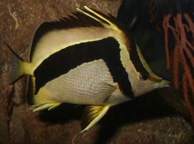 镰蝴蝶鱼身份信息