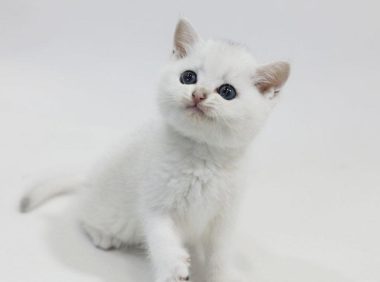 网上卖萌的猫猫狗狗,能给自己赚到鱼干狗粮吗?