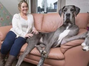 世界上最大的狗身高2.3米,女主人为了它,拒绝了男性的追求