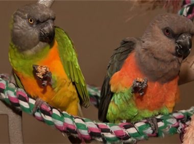 红腹鹦鹉身份信息