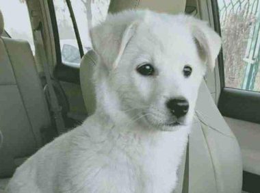 隔壁邻居嫌狗子种类不良就丢弃，小家伙冷得直发抖，主人：反正不花钱