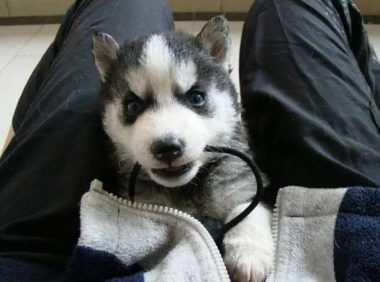 给爸妈买了一只二哈,一周后爸妈打来电话:赶紧给我把狗弄走!