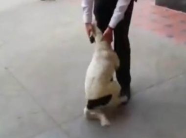 流浪狗街头看到恩人开心撒娇-最后目送恩人离开