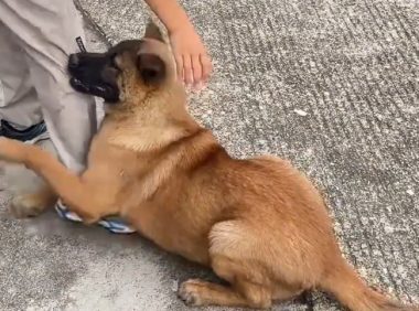 狗狗抱住小男孩就是不走，视频引发热议