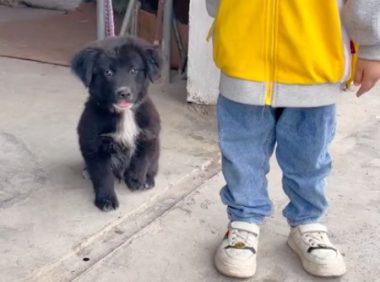 网友要给儿子拍照,小狗看见后马上站到身边