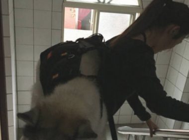 女人整体实力宠溺狗狗，竟这般带雪橇犬上下楼，网友看过惊掉下巴