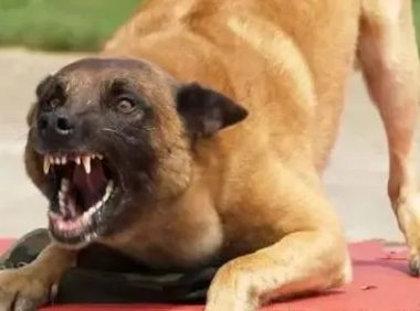 狼犬发狂咬了 1 岁女婴的脸，后连咬 7 人！连主人也没放过