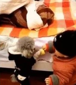 泰迪够不着玩具，撒娇让小主人帮忙，一人一狗交流毫无障碍