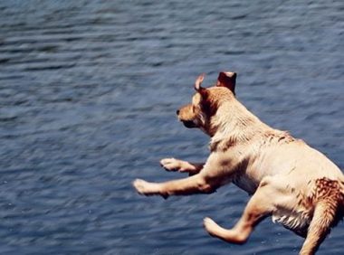 铲屎官们， 8个重点让狗狗健康过夏天