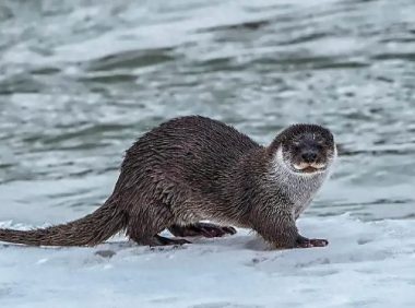 广州南沙出现“水狗”，长了一嘴尖锐的牙齿，性情凶残能杀小鳄鱼