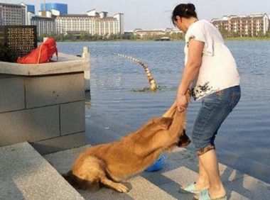 金毛被主人拖去小河边冼澡，回绝抵抗的模样，看见莫名其妙了解呀