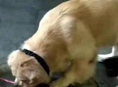 主人嘲笑金毛是狗,金毛不服:我也能遛狗!