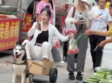 自制狗拉车,让哈士奇去买菜!二哈:这个家没我早散了