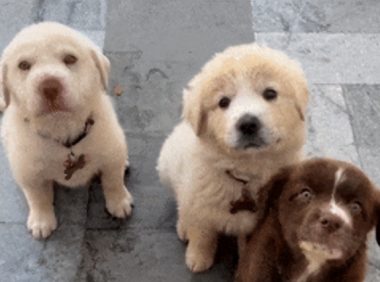 别人看到的狗狗vs主人眼中的狗狗,这大概就是亲妈滤镜?