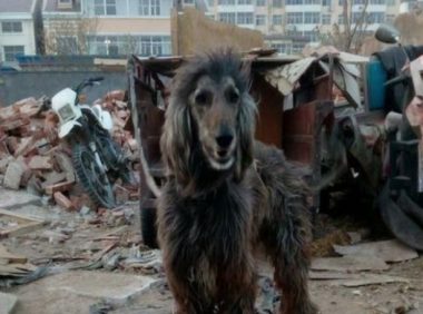 拾荒大爷好心收留流浪狗,行家一看就出一万元买,大爷却不打算卖