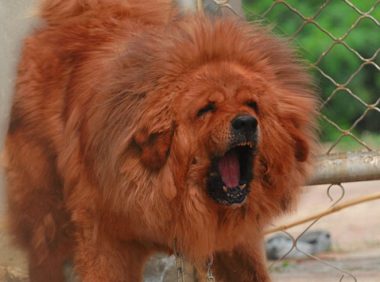 市民被藏獒困在家门口 物业齐心协力牵走狗狗