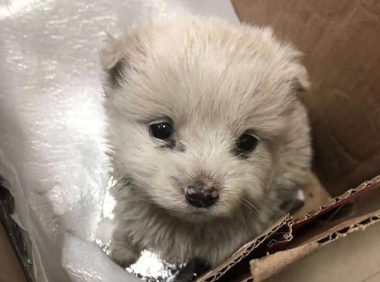 邻居捡到只流浪犬，养二天感觉不便就又丢掉，女生见到后坚决收留
