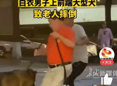 未牵绳小狗挑衅大狗被咬 男子踹狗致老人摔倒
