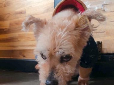 被人嫌弃，宛如拖把的流浪狗，修剪后大变样，骨子里依旧满是自卑