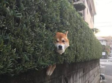 主人带柴犬出来转悠，結果每次都走丢，最终竟在那样的地点寻找它