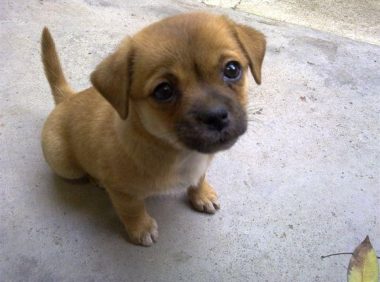 主人结婚在饭店里办酒席，小土狗似乎被忘记了，独自坐在门口发呆