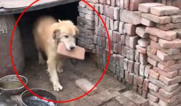金毛回农村家乡，被当做小土狗养了数月，狗狗日渐削瘦很是憋屈