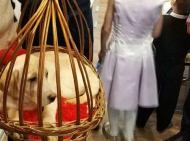 又送狗了!普京给一名12岁乌克兰残废女孩赠予金毛犬，以协助其独特医治