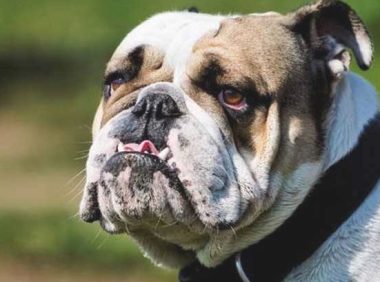 斗牛犬最受欢迎的前十名英文名字排名榜，想给小狗取个外国名字吗？