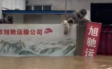 洪水中两只狗躲到了围墙上,人们想救它们却不愿走