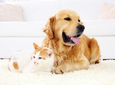 猫狗过节,掏空年轻人的钱包:美容500元,拍照花上千